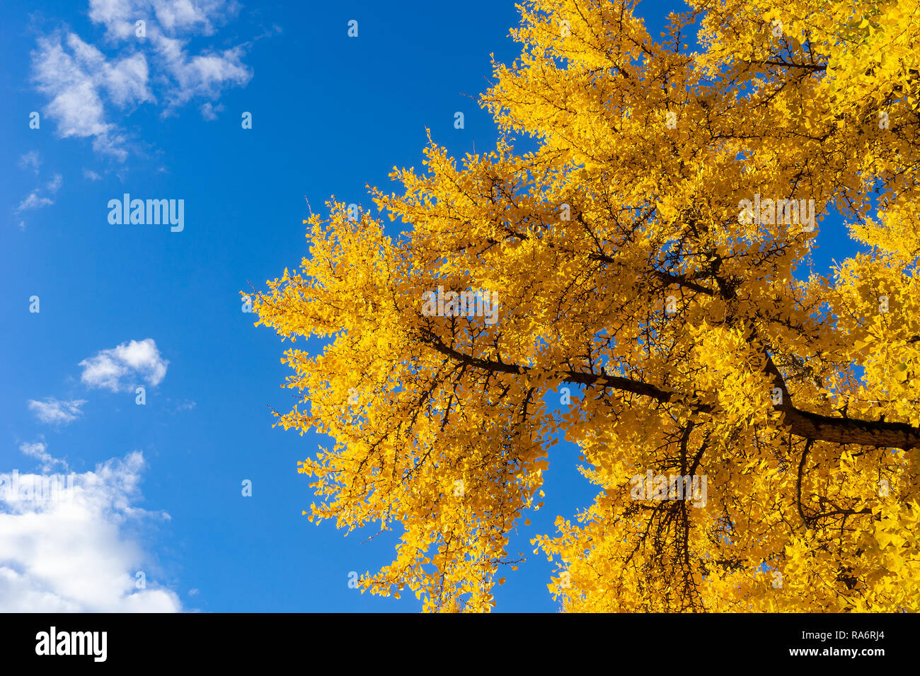 Mirando hacia un árbol de gingko biloba con vibrantes hojas amarillas en otoño o caiga contra un cielo azul. Temporada estacionales o fondo con espacio de copia. Foto de stock