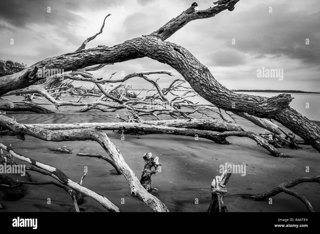 El bosque de los troncos de los árboles blancos blanqueados en el sol después de caerse debido al huracán la erosión de las playas en la costa oriental de Florida Foto de stock