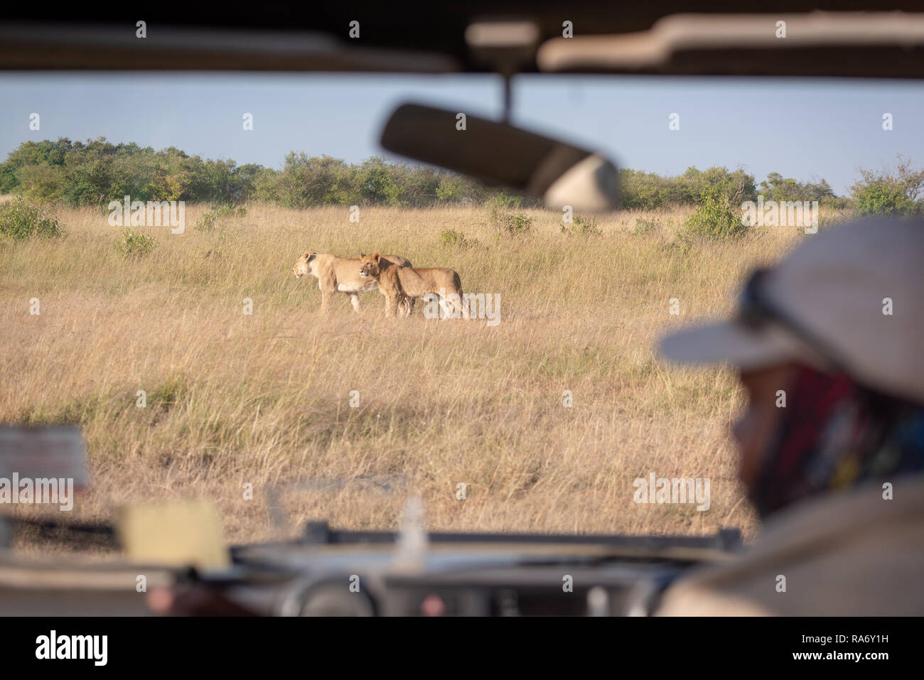 Dos leonas vistos a través del parabrisas camión safari Foto de stock