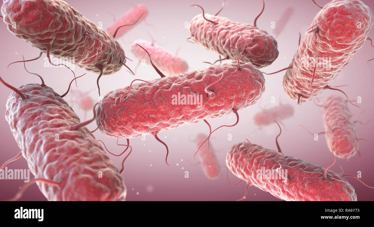 Enterobacterias. Enterobacteriaceae son una gran familia de bacterias Gram-negativas. Ilustración 3D Foto de stock