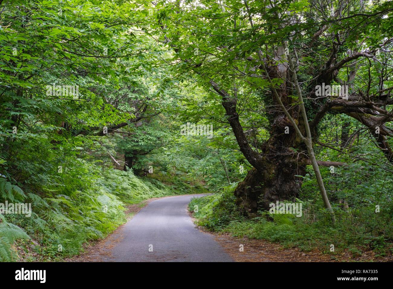 País por carretera a través del bosque al sur del lago Skadar, Briska cerca de Bar, Montenegro Foto de stock