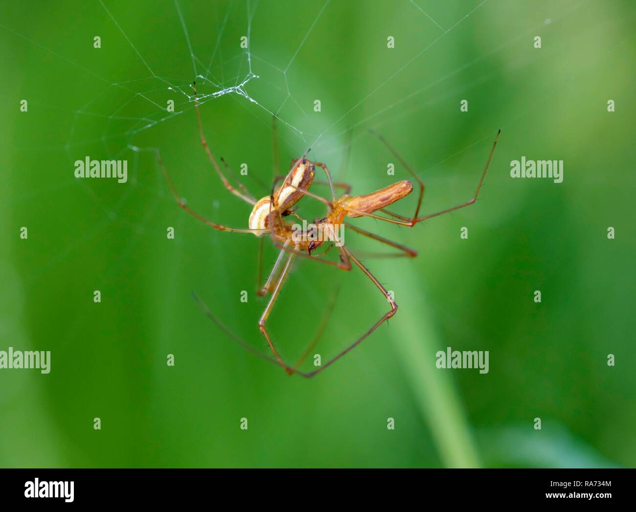 Camilla Tetragnatha arañas (extensa) en el emparejamiento, Baviera, Alemania Foto de stock