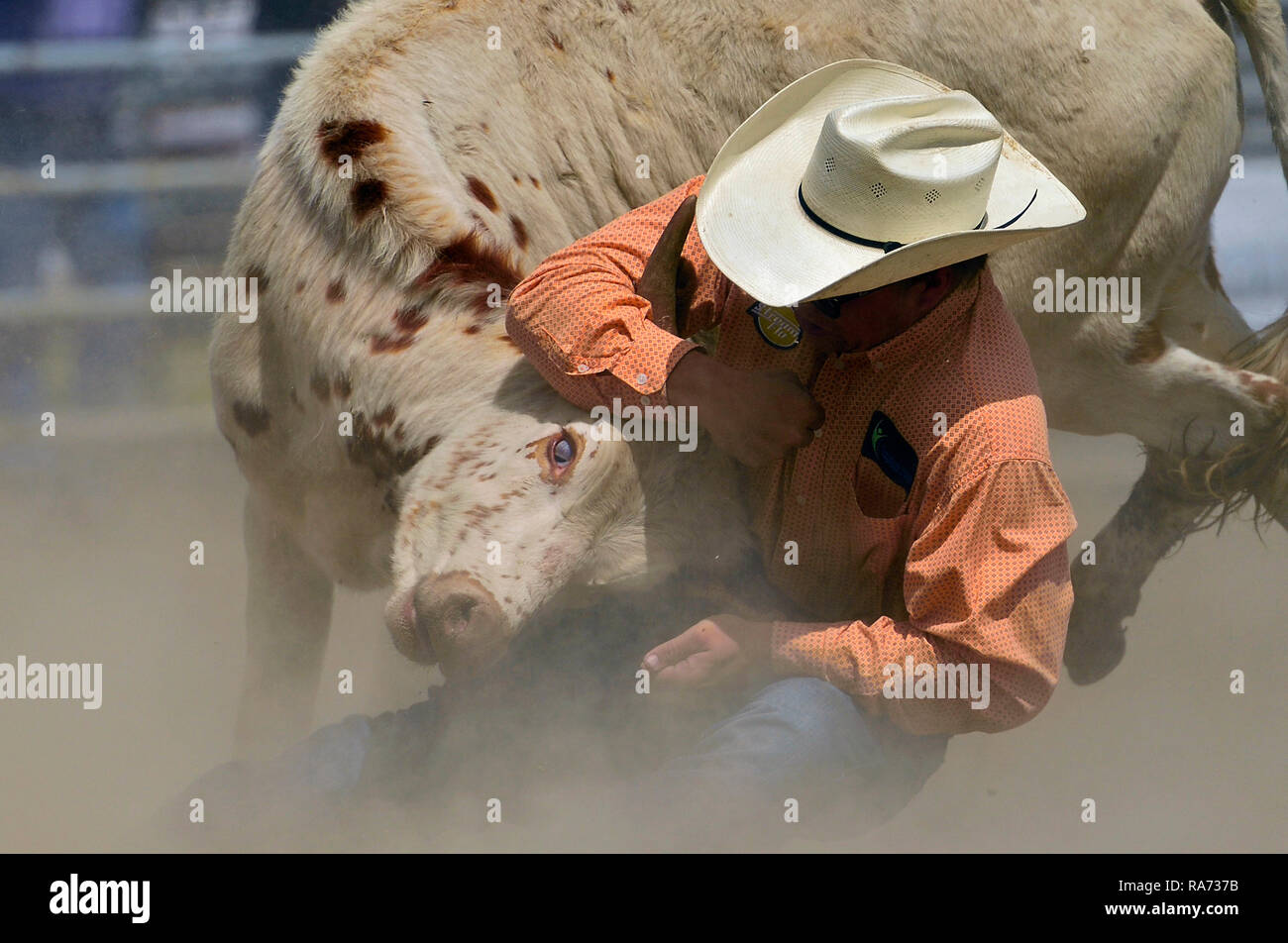 Agarrando el toro por los cuernos fotografías e imágenes de alta resolución  - Alamy