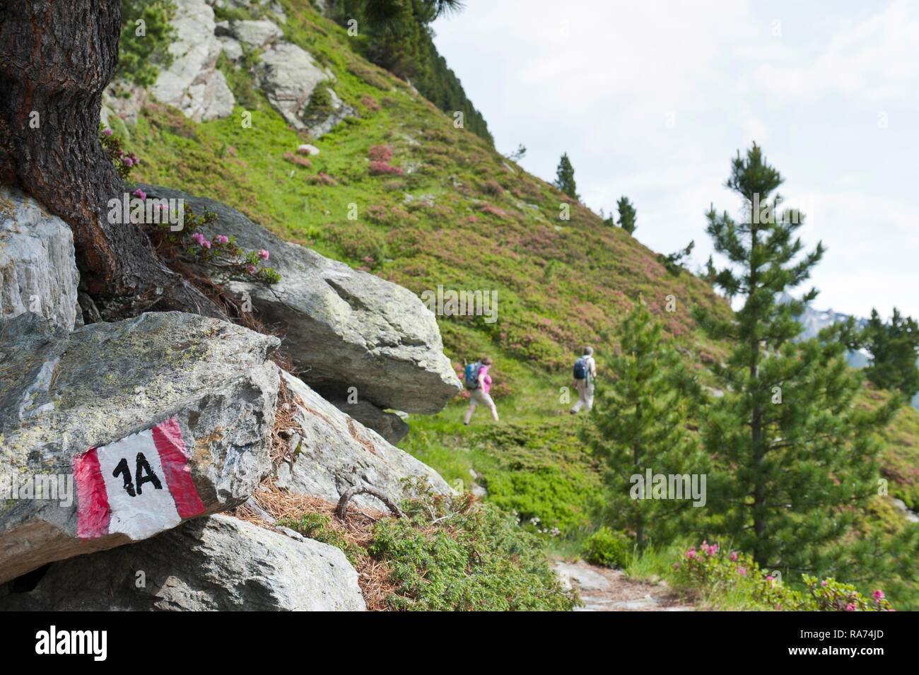 Excursionistas caminata por senderos marcados Reiner Höhenweg 1A, Rieserfernergruppe, cerca de Rein, Reintal, Val di Riva, Ahrntal Foto de stock