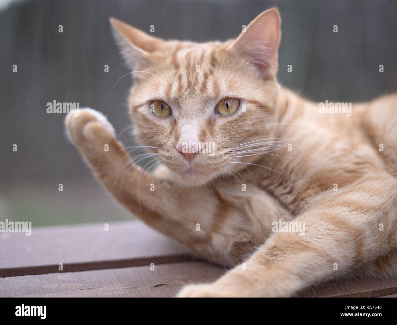 Pensativo expresiva orange cat. Foto de stock