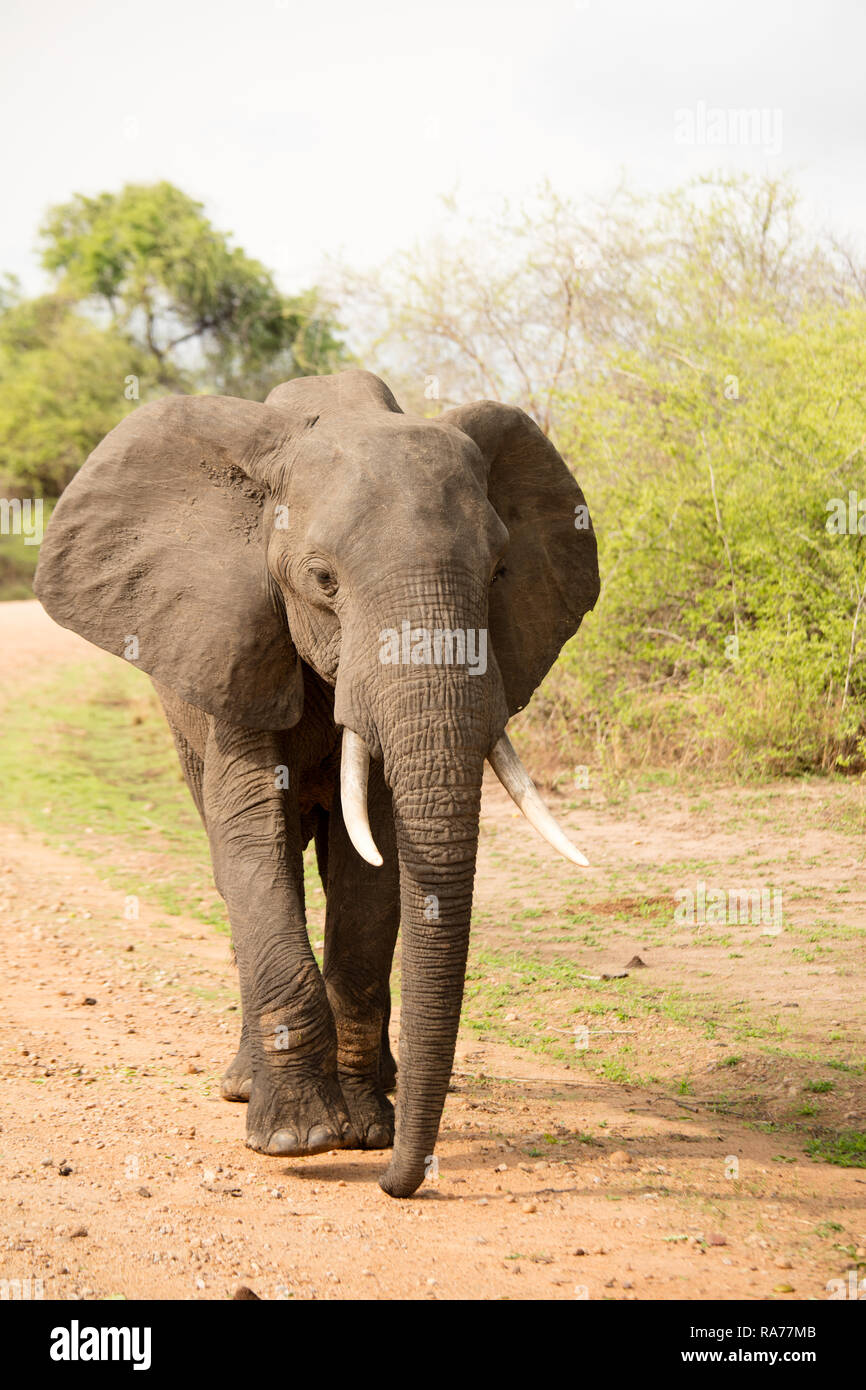 Cerca de elefante grande caminando sobre la arena de la carretera en el Parque Nacional Luangwa del Sur. Foto de stock