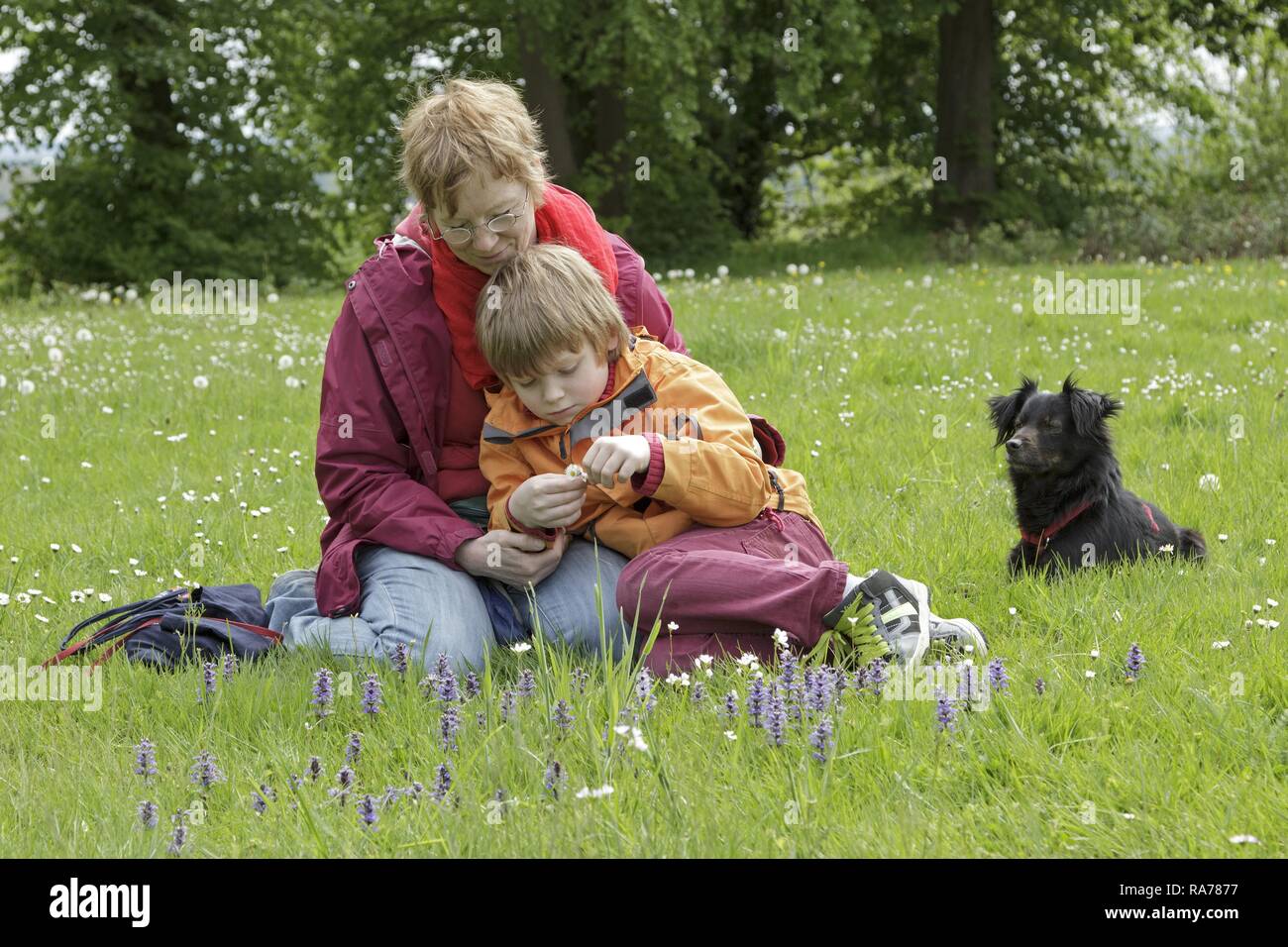 Madre, hijo y perro en una pradera, Schleswig-Holstein, Alemania Foto de stock