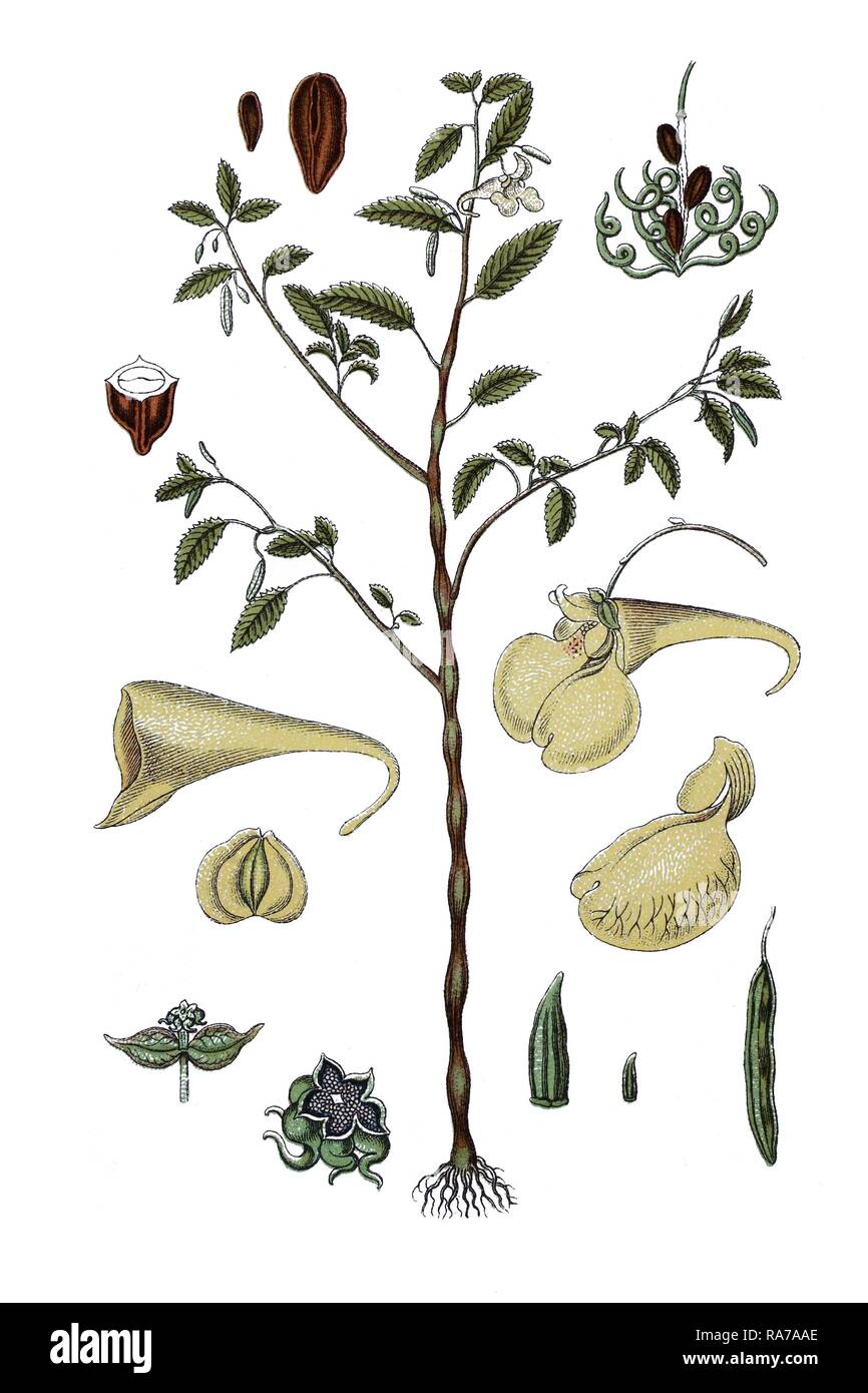 Touch-me-no-bálsamo (Impatiens Noli Tangere), plantas medicinales, histórico chromolithography, alrededor de 1796 Foto de stock