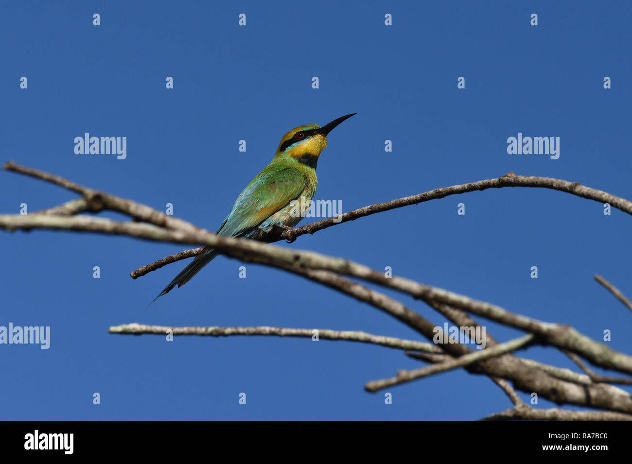 Un australiano, Queensland Rainbow femenino el abejaruco (Merops ornatus ) encaramado en la rama de un árbol en busca de las abejas Foto de stock