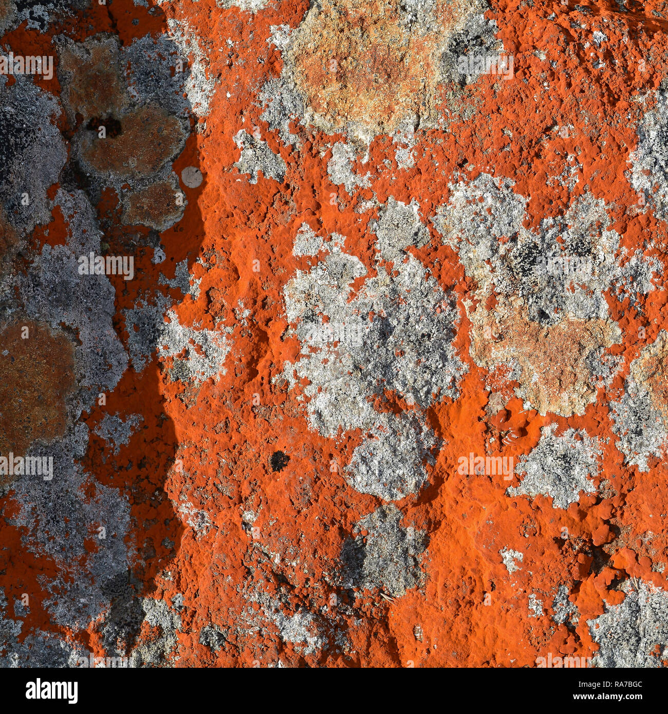 Liquen del género Xanthoria elegans en una roca Foto de stock