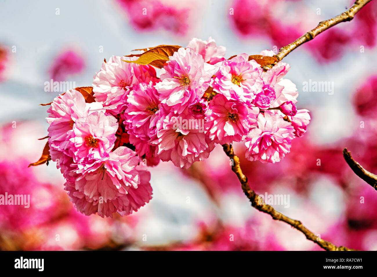 Cerezos en Flor, Sakura, belleza sin igual - News Madretierra