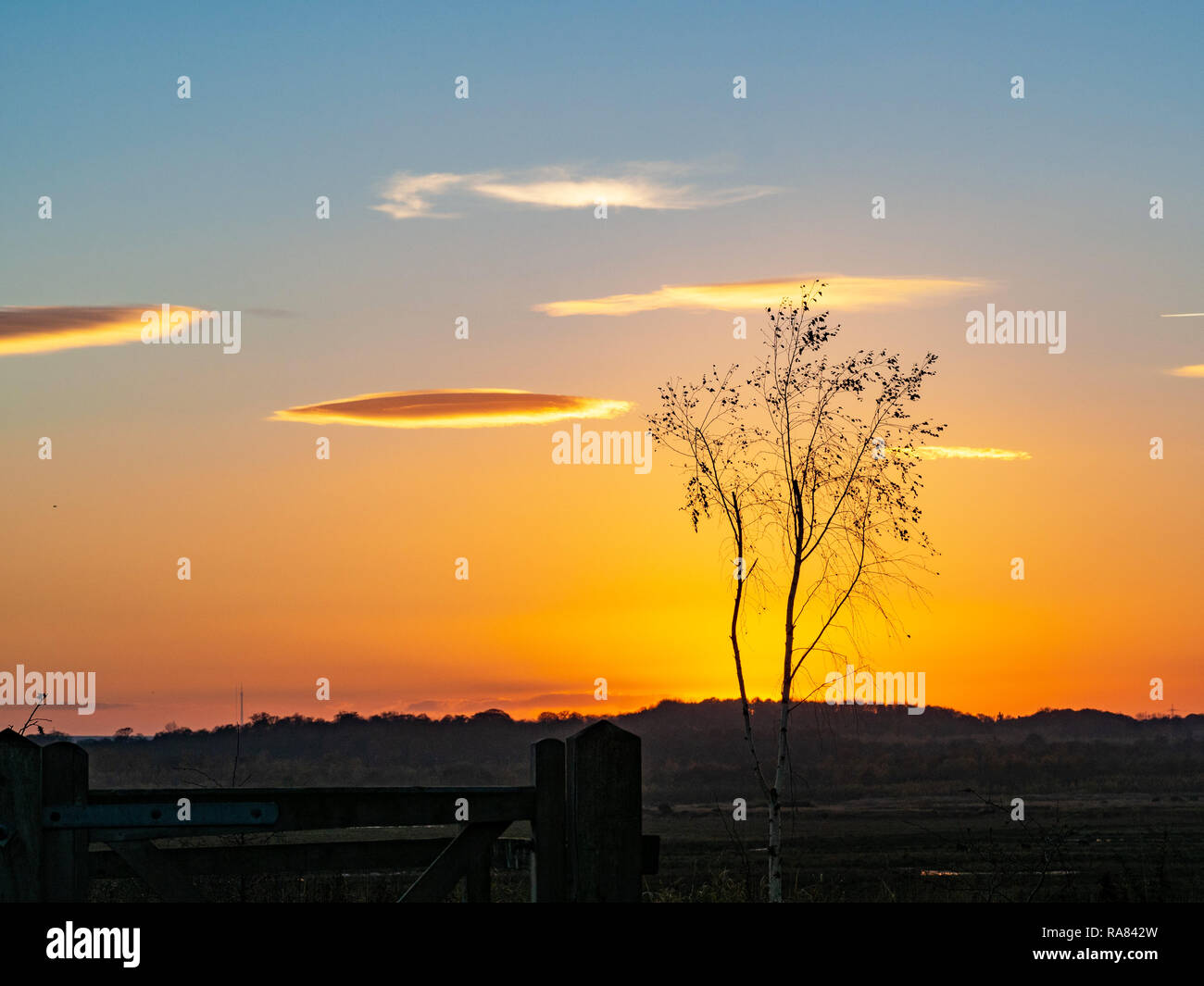 Hermoso atardecer dorado resplandor con un solo árbol de silueta y nubes iluminadas en la Reserva Natural de San Aidan, Yorkshire, Inglaterra Foto de stock