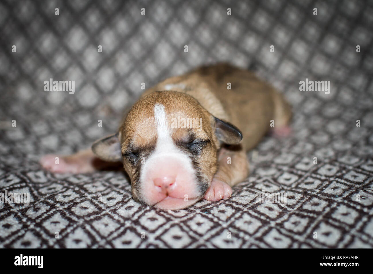Pit Bull Terrier Recien Nacido Fotos E Imagenes De Stock Alamy Pit Bull Terrier Recien Nacido Fotos E Imagenes De Stock Alamy