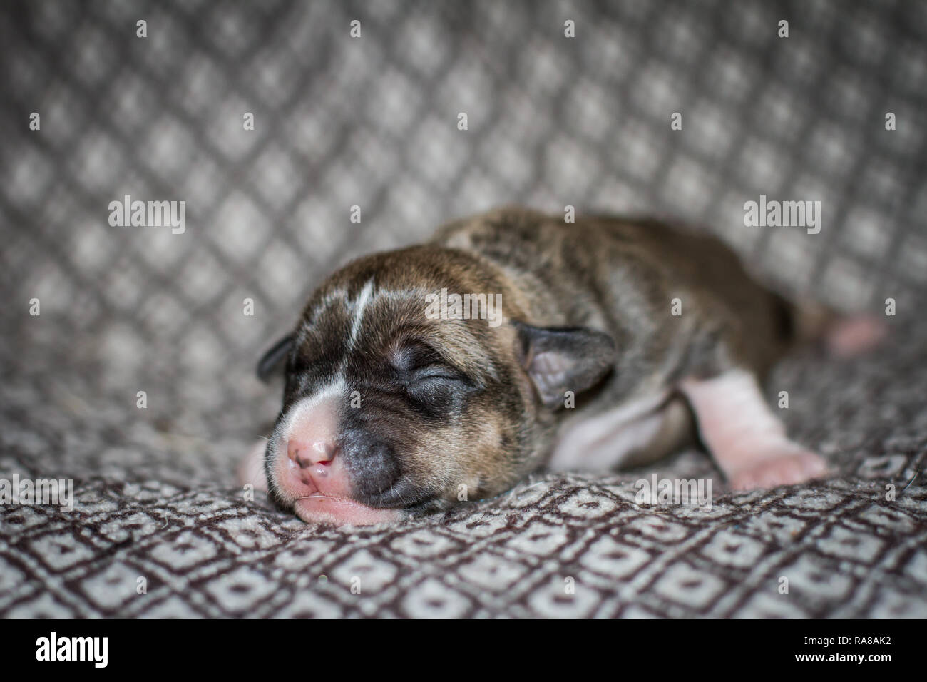Pit Bull Terrier Recien Nacido Fotos E Imagenes De Stock Alamy