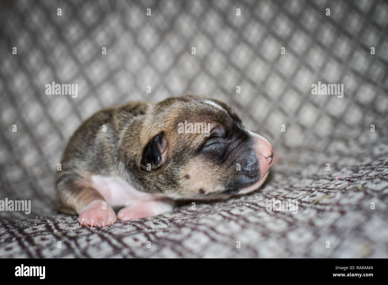 Pit Bull Terrier Recien Nacido Fotos E Imagenes De Stock Alamy