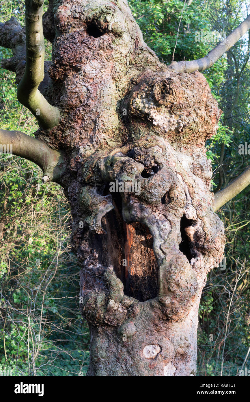 Las nudosas viejo árbol hueco Foto de stock