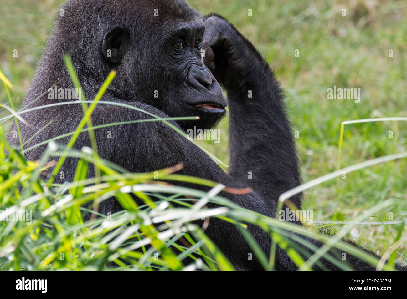 Cerrar retrato del joven gorila de las tierras bajas occidentales (Gorilla gorilla gorilla) nativas de África central Foto de stock