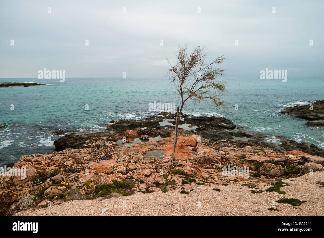 Árbol pequeño en el Mediterráneo de la costa de Puglia en el lluvioso clima. Foto de stock