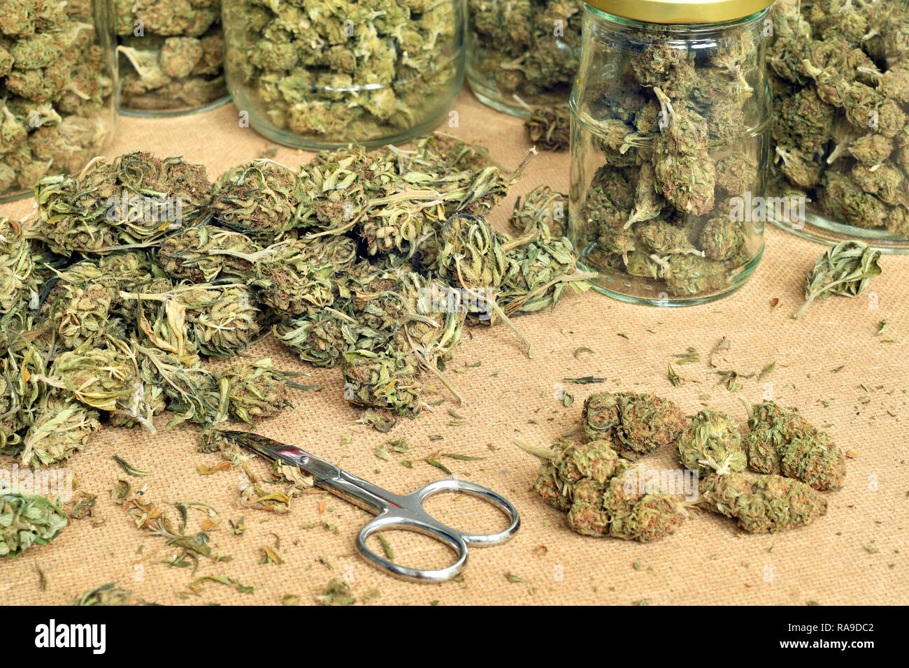 Recorte de brotes de cannabis y almacenarlos en frascos de vidrio Foto de stock