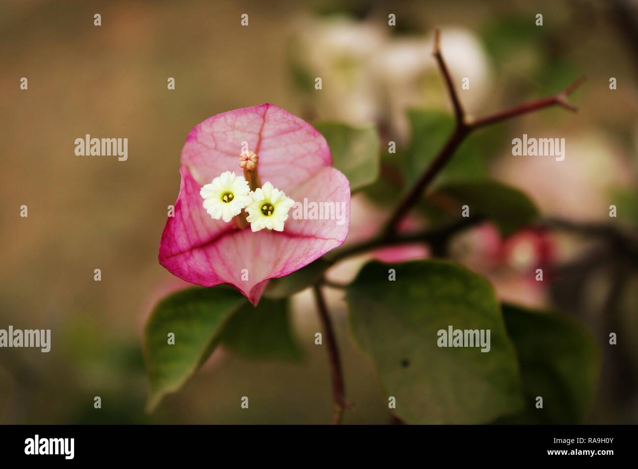 Una hermosa flor con hoja rosa Foto de stock