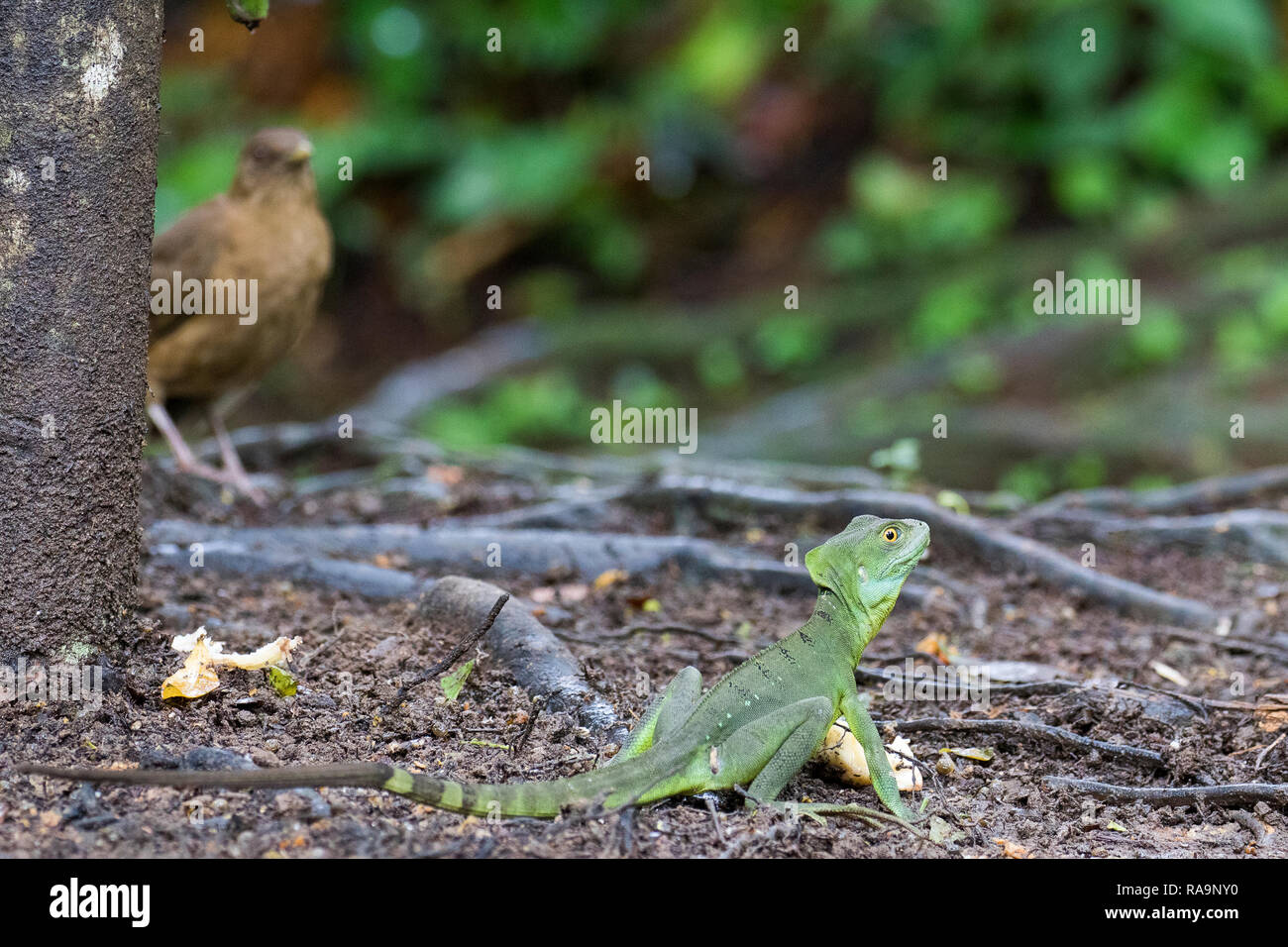 Emerald basilisk lizard en el bosque lluvioso de Costa Rica Foto de stock