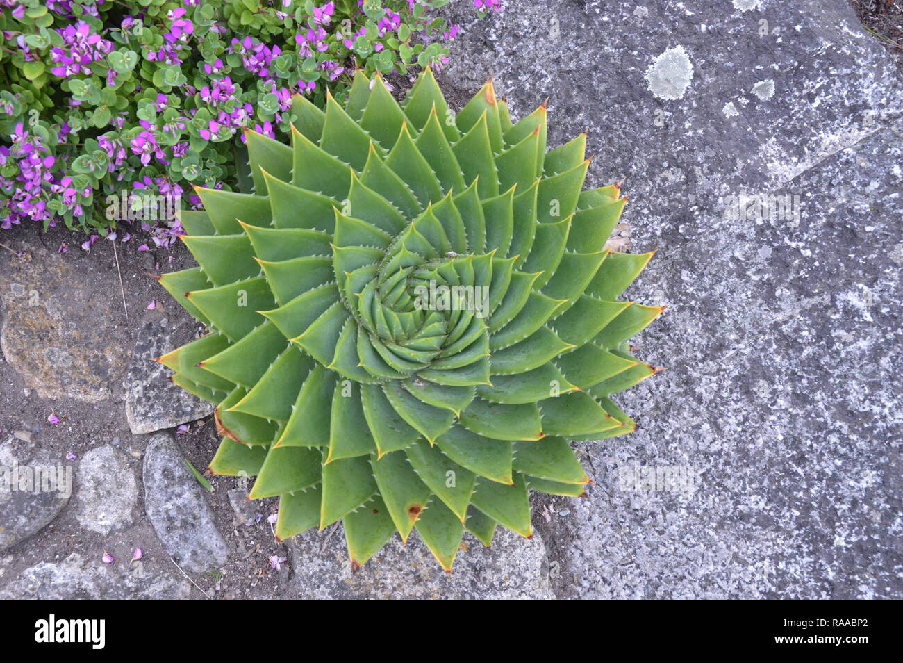 Espiral Aloe polyphylla Cactus suculentas Foto de stock