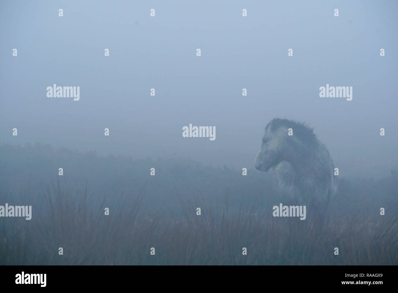 Caballos salvajes en el Parque Nacional de la costa de Pembrokeshire, Gales, Reino Unido Foto de stock