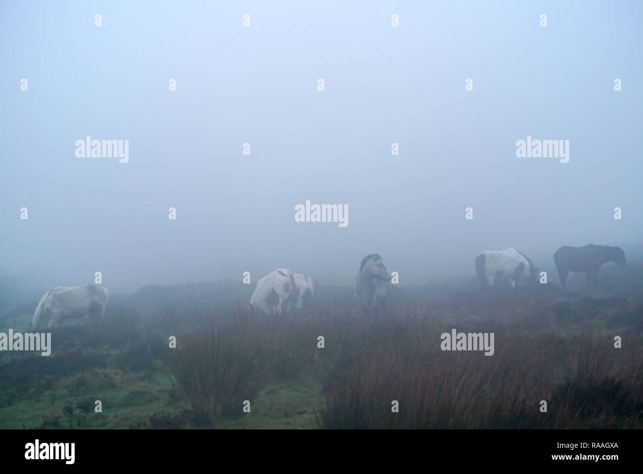 Caballos salvajes en el Parque Nacional de la costa de Pembrokeshire, Gales, Reino Unido Foto de stock