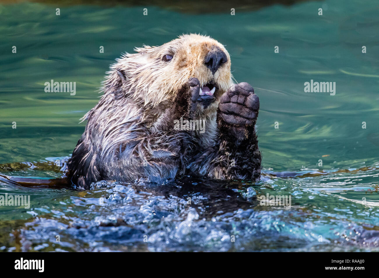 La nutria de mar adultos, Enhydra lutris kenyoni, limpieza de su pelaje en las Islas Inian, sureste de Alaska, EE.UU.. Foto de stock