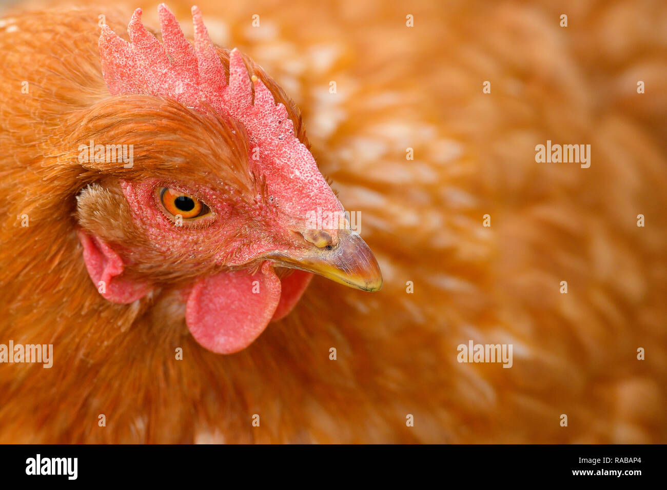 Cerca de la cabeza de una gallina marrón mientras pastan en un campo. Foto de stock
