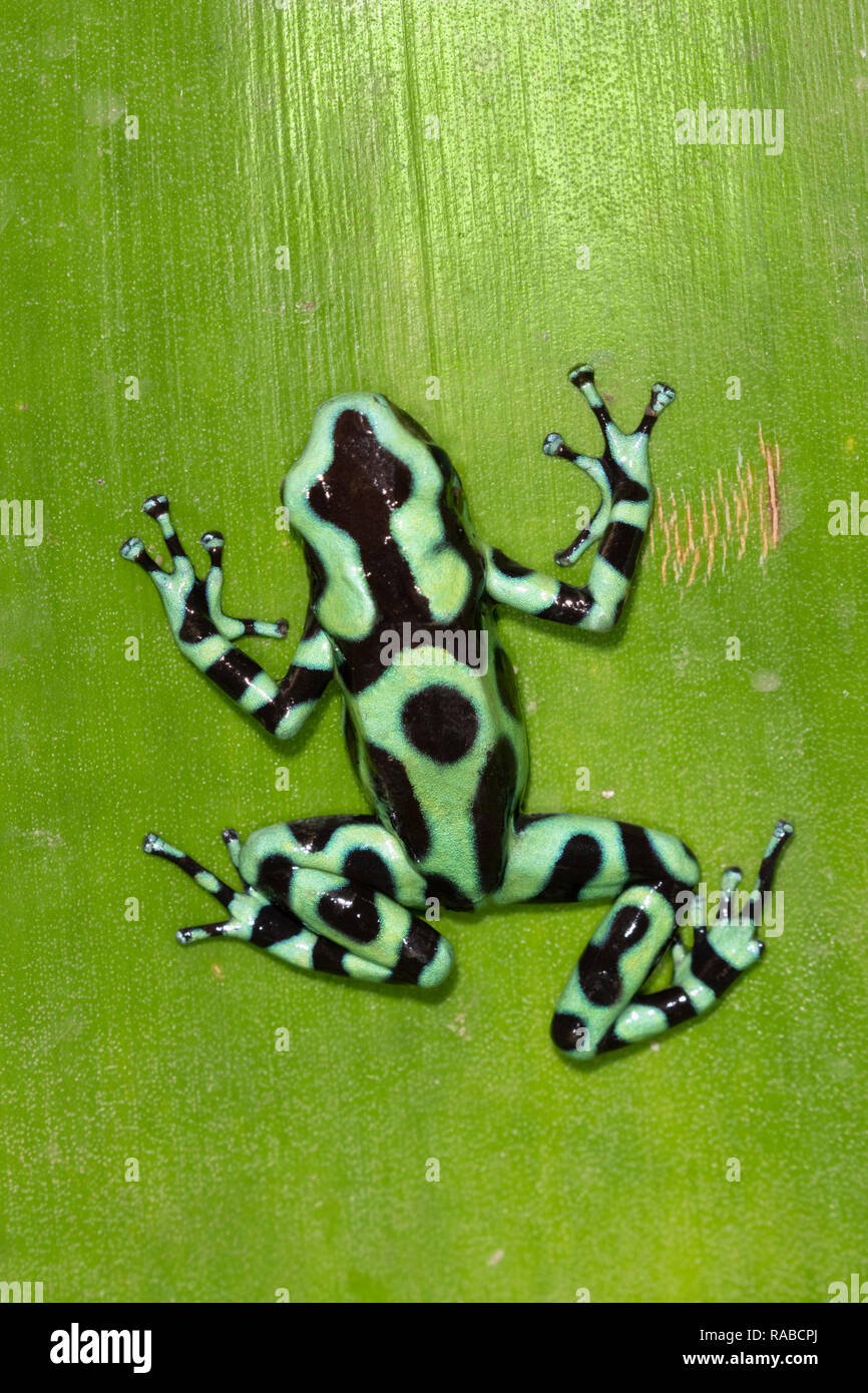 Verde y negro poison dart frog (Dendrobates auratus) Planta trepadora de noche, Alajuela, Costa Rica Foto de stock