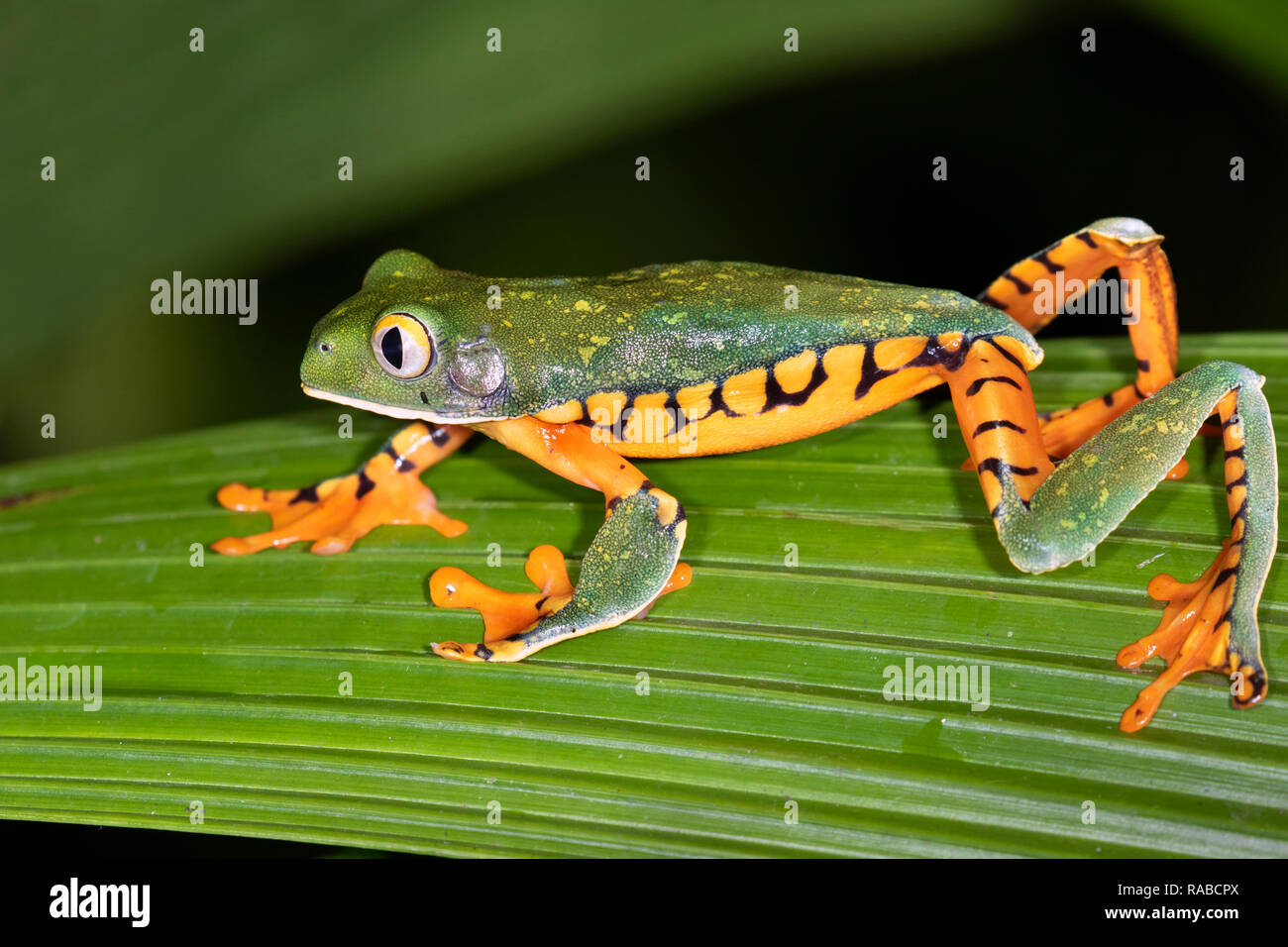 Espléndidas plantas trepadoras de rana (Cruziohyla calcarifer) por la noche, Alajuela, Costa Rica. Foto de stock