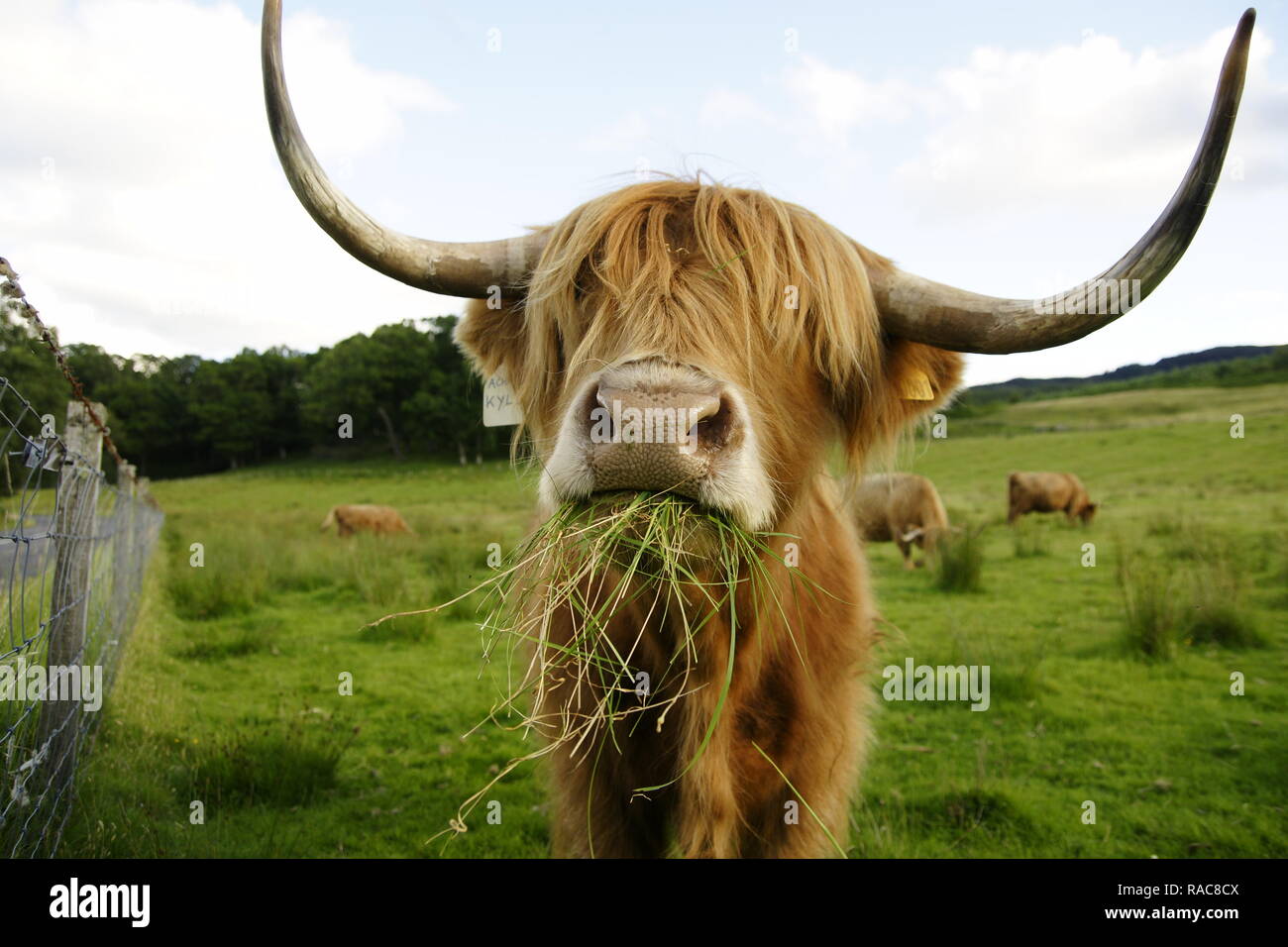 La vaca de las Highlands escocesas, Bos taurus, masticar hierba. Foto de stock