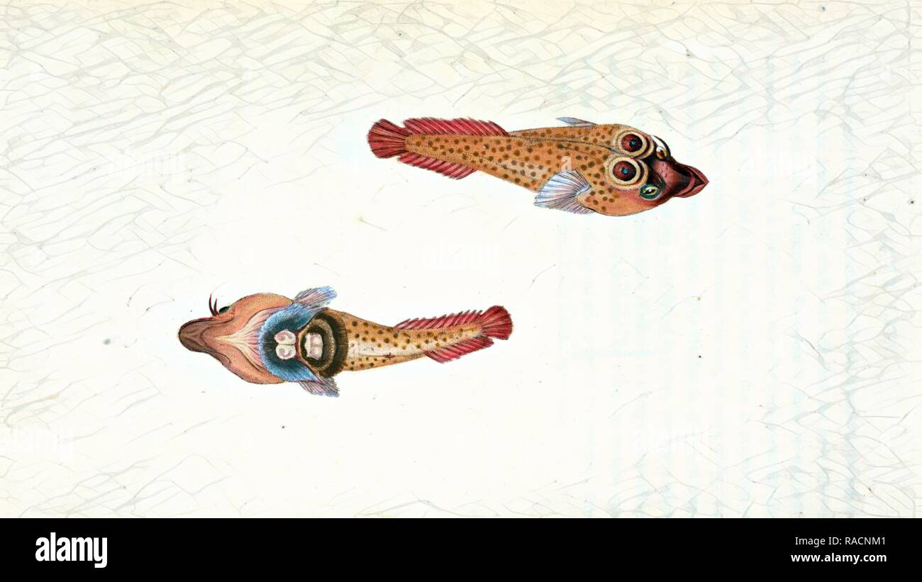 Sucker, Ocellated, Cyclopterus Ocellatus, British peces, Donovan, E. (Edward), 1768-1837, (Autor. Reinventado Foto de stock
