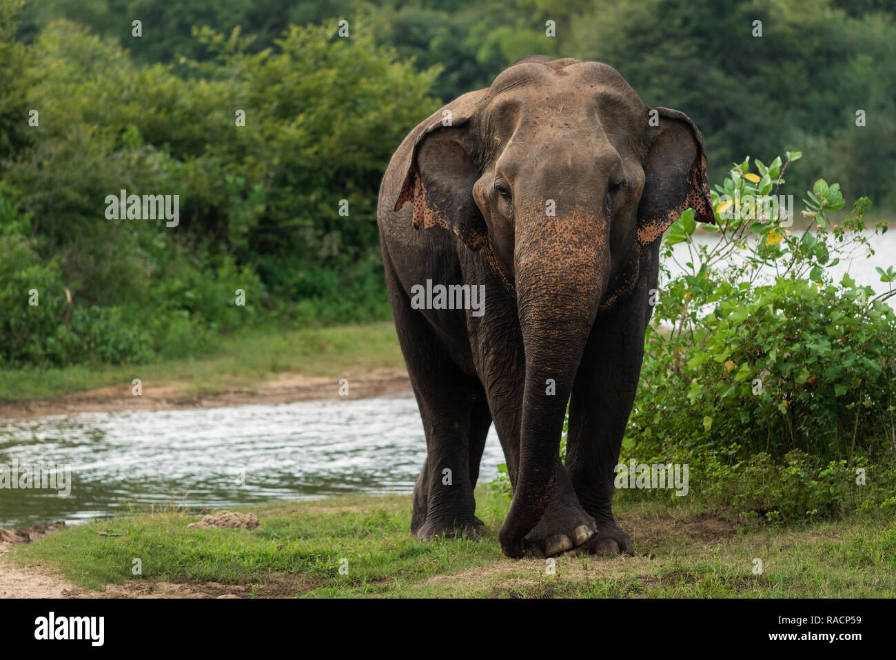 Un toro de elefantes en el Parque Nacional de Uda Walawa, Sri Lanka. Foto de stock