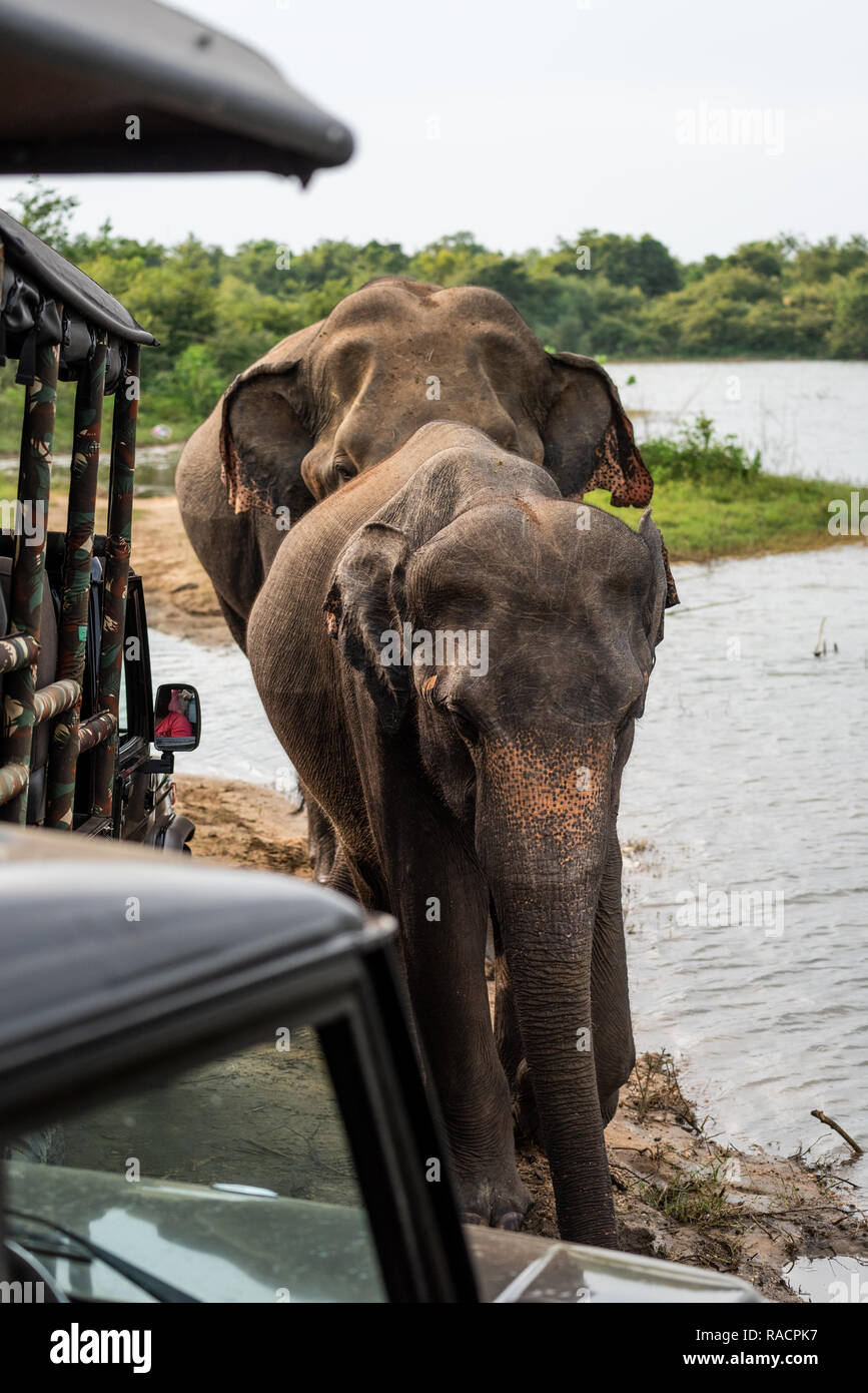 Los elefantes caminando cerca de safaris en jeep en Uda Walawa Parque Nacional en Sri Lanka. Foto de stock
