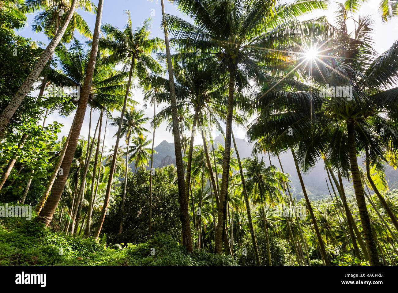 Los árboles de coco que rodean la ciudad de Hanavave, Fatu Hiva, Marquesas, en la Polinesia Francesa, Pacífico Sur, Pacífico Foto de stock