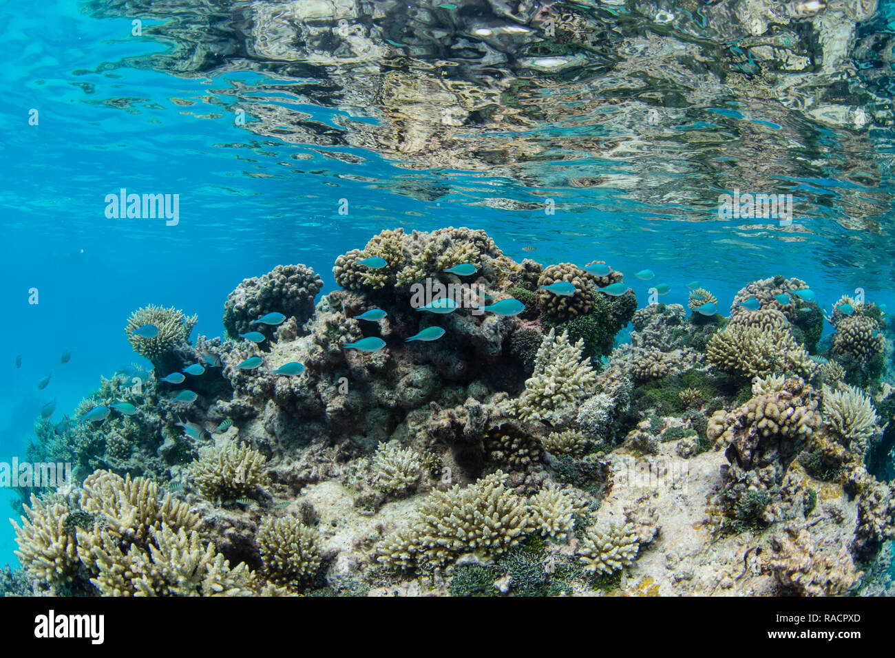 Imagen Submarina de la laguna interior del atolón de coral Apataki, Palliser Islas, Tuamotus, Polinesia Francesa, Pacífico Sur, Pacífico Foto de stock