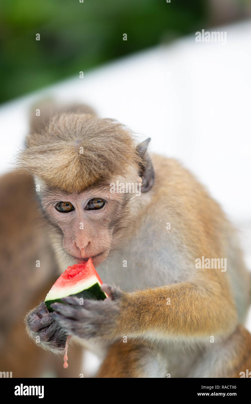 Toque los macacos en Laguna de Negombo, Sri Lanka Foto de stock