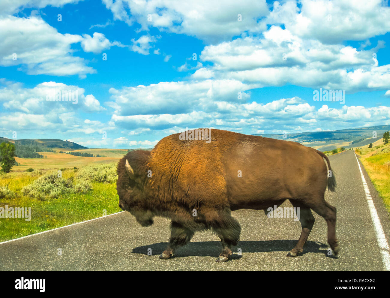 Vista lateral del adulto American Buffalo cruce la carretera en el Parque Nacional Yellowstone, Wyoming, Montana e Idaho, Estados Unidos. El Bison es un símbolo del Oeste Americano. Temporada de verano con el cielo nublado Foto de stock