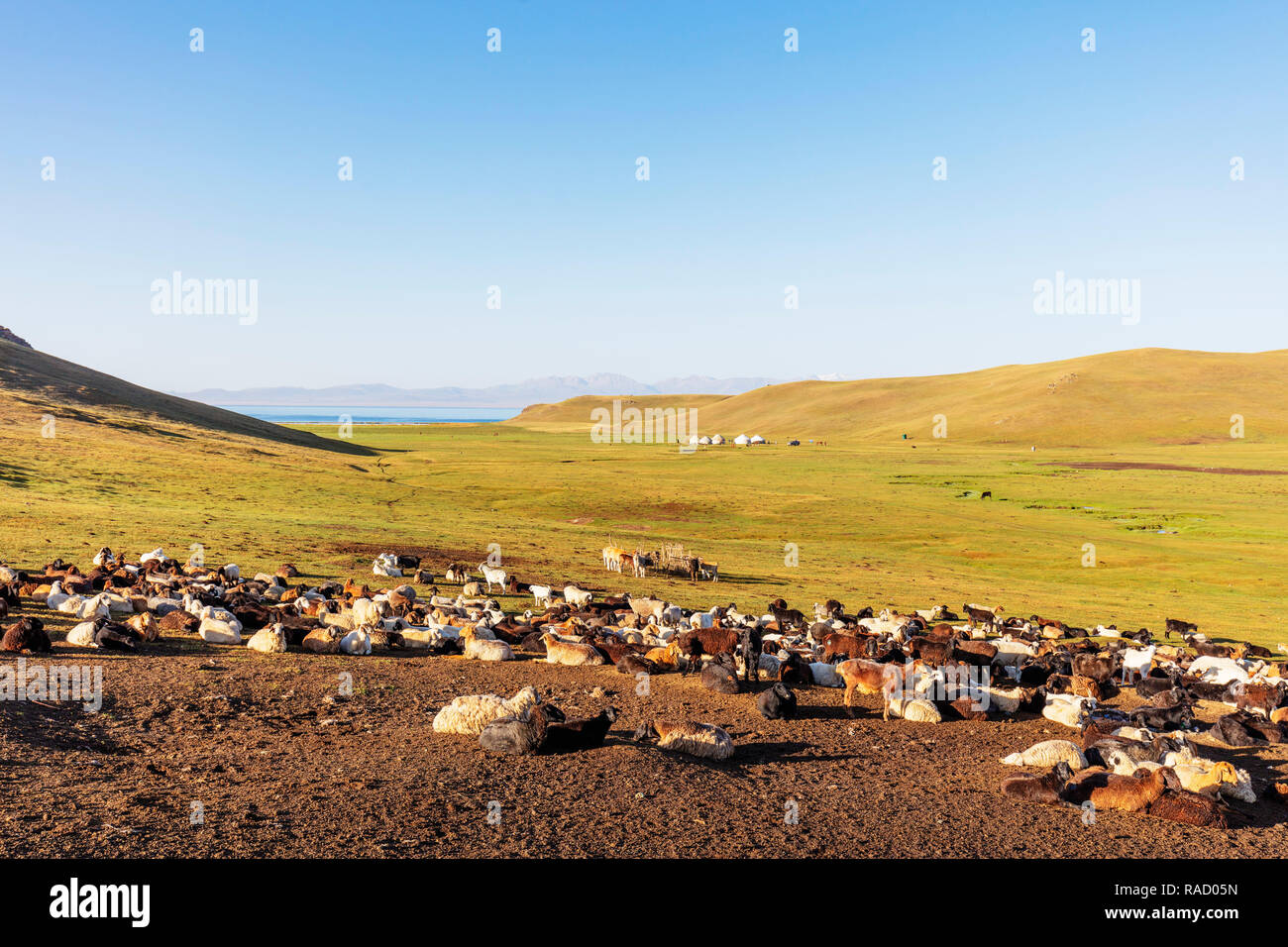 Ovejas en Songkol Lago, Kirguistán, Asia Central, África Foto de stock