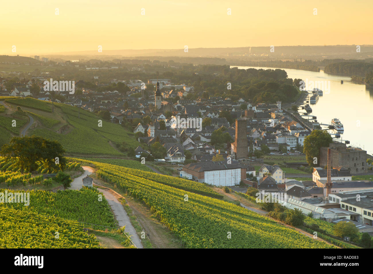 Los viñedos y el río Rin en Sunrise, Rudesheim, Renania-Palatinado, Alemania, Europa Foto de stock