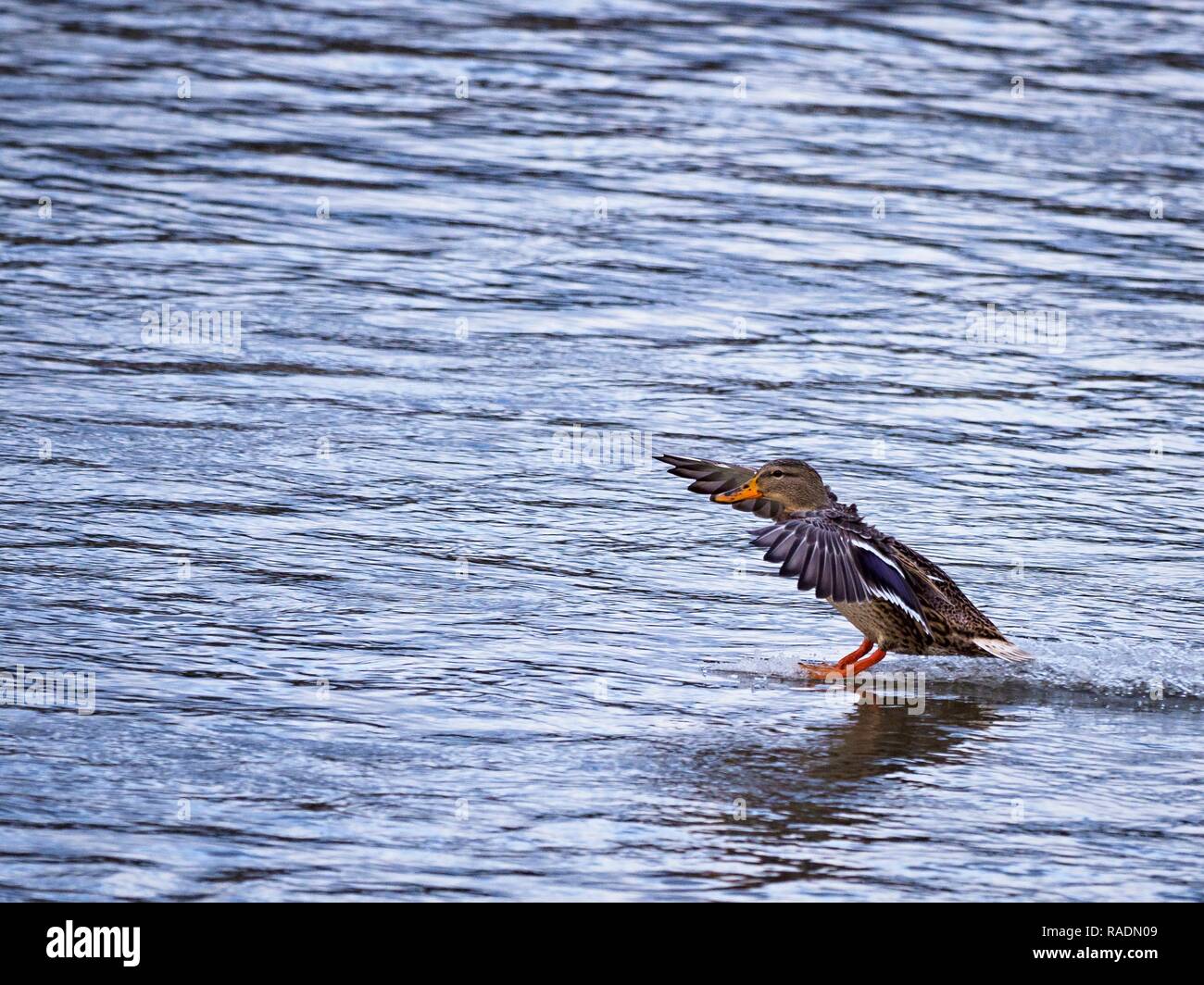 Pato silvestre gallina tierras con las piernas estiradas sobre la superficie del río Berounka. (CTK Foto/Roman Krompolc) Foto de stock