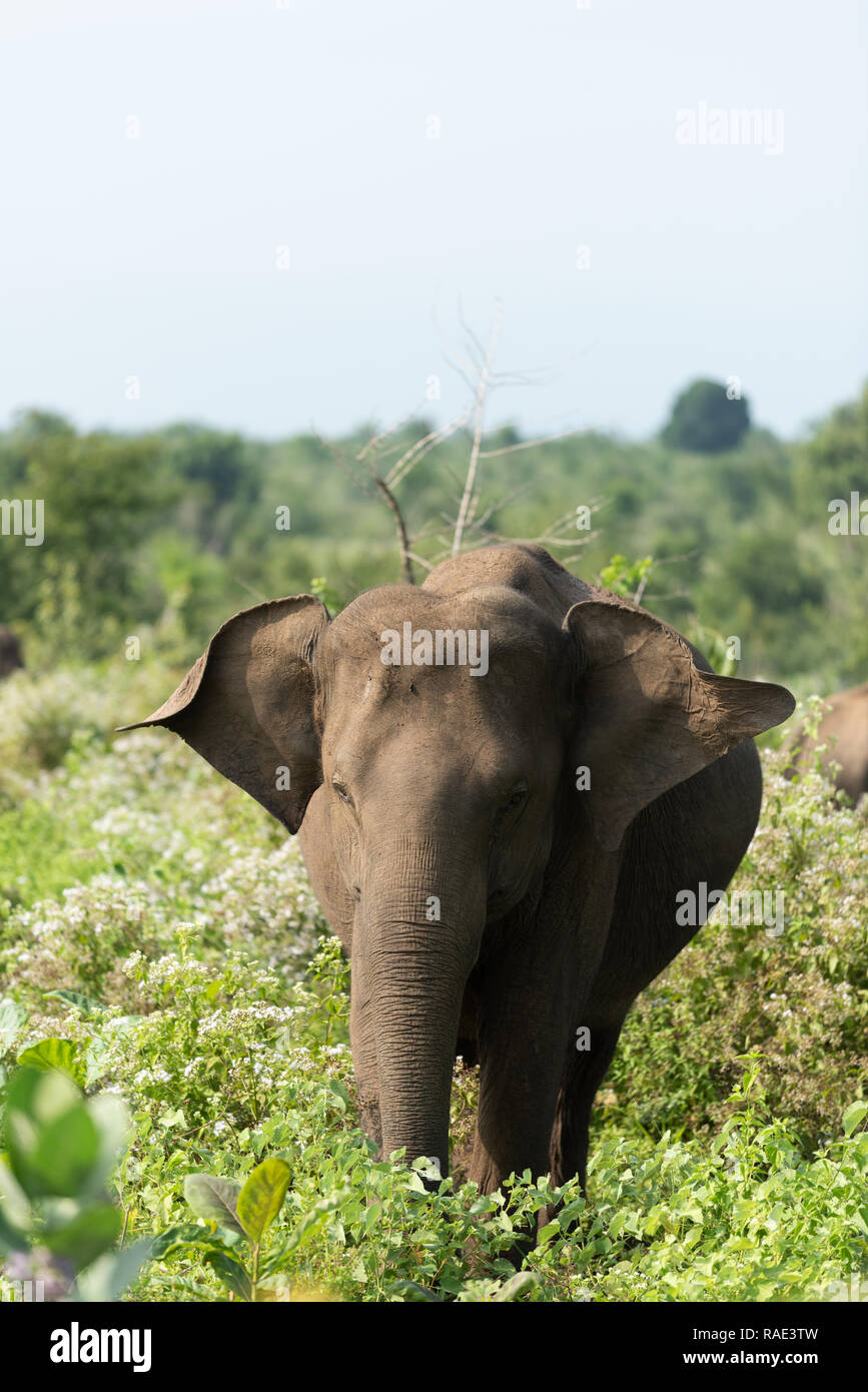 Un elefante hembra solapas sus orejas en Uda Walawa, Parque Nacional de Sri Lanka. Foto de stock