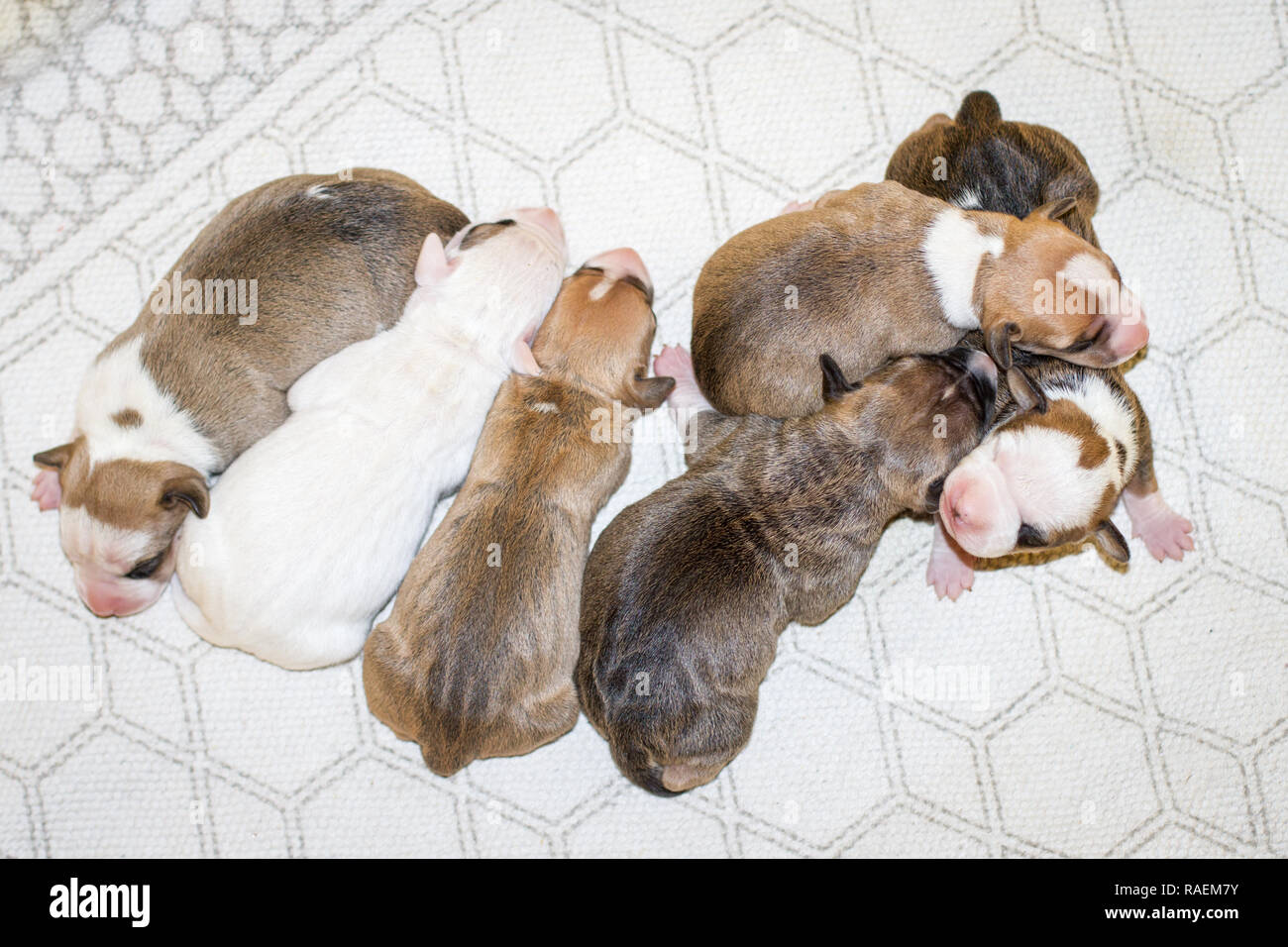 Camada de perros recién nacidos fotografías e imágenes de alta resolución -  Alamy