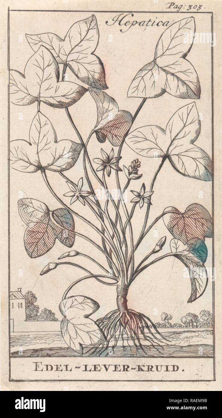 Hierba del hígado, Caspar, Jan Luyken Claesz diez Hoorn, 169. Reimagined by Gibon. Arte clásico con un toque moderno reinventado Foto de stock