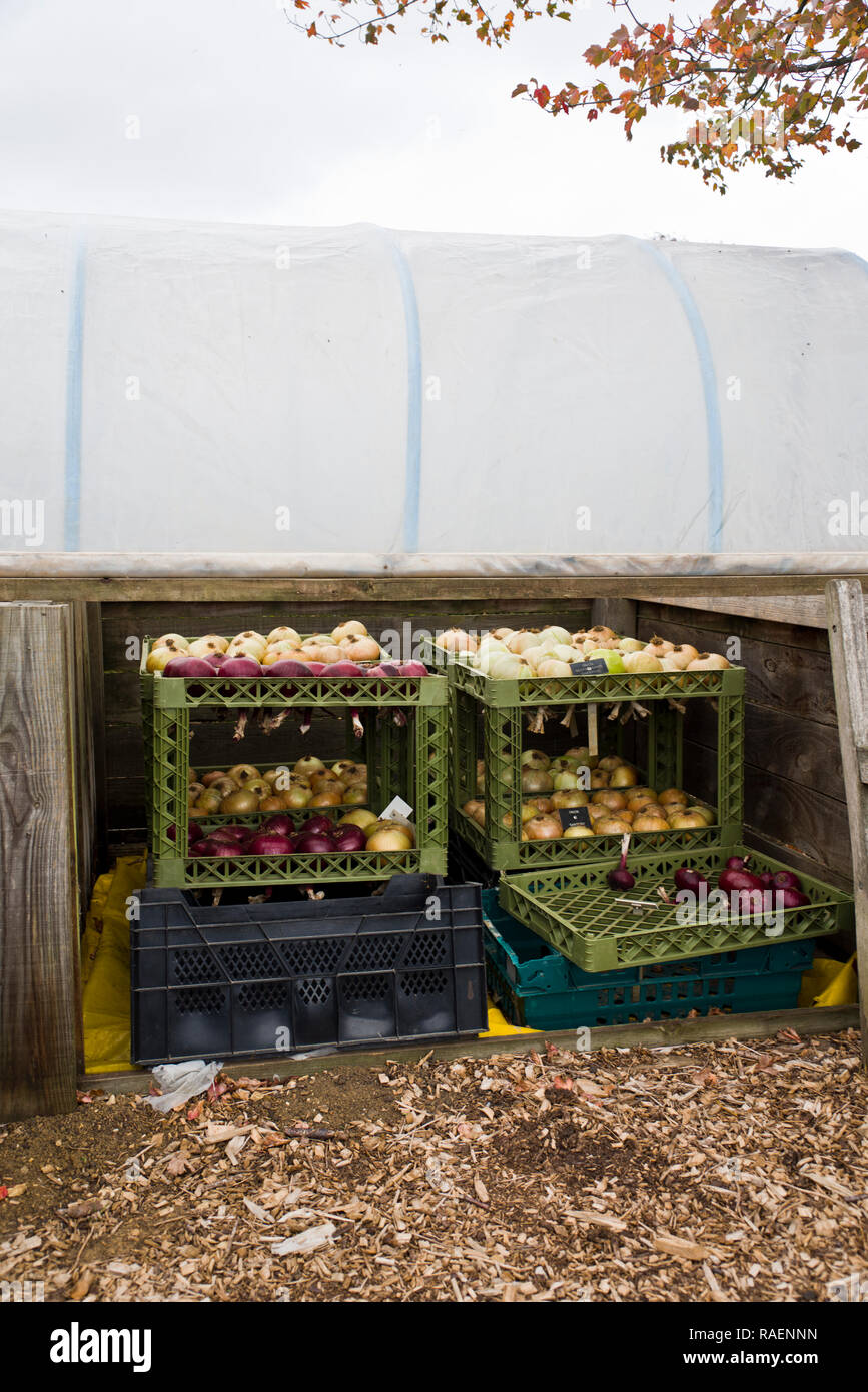 Recién cosechado cebollas colocados en el almacén. Foto de stock