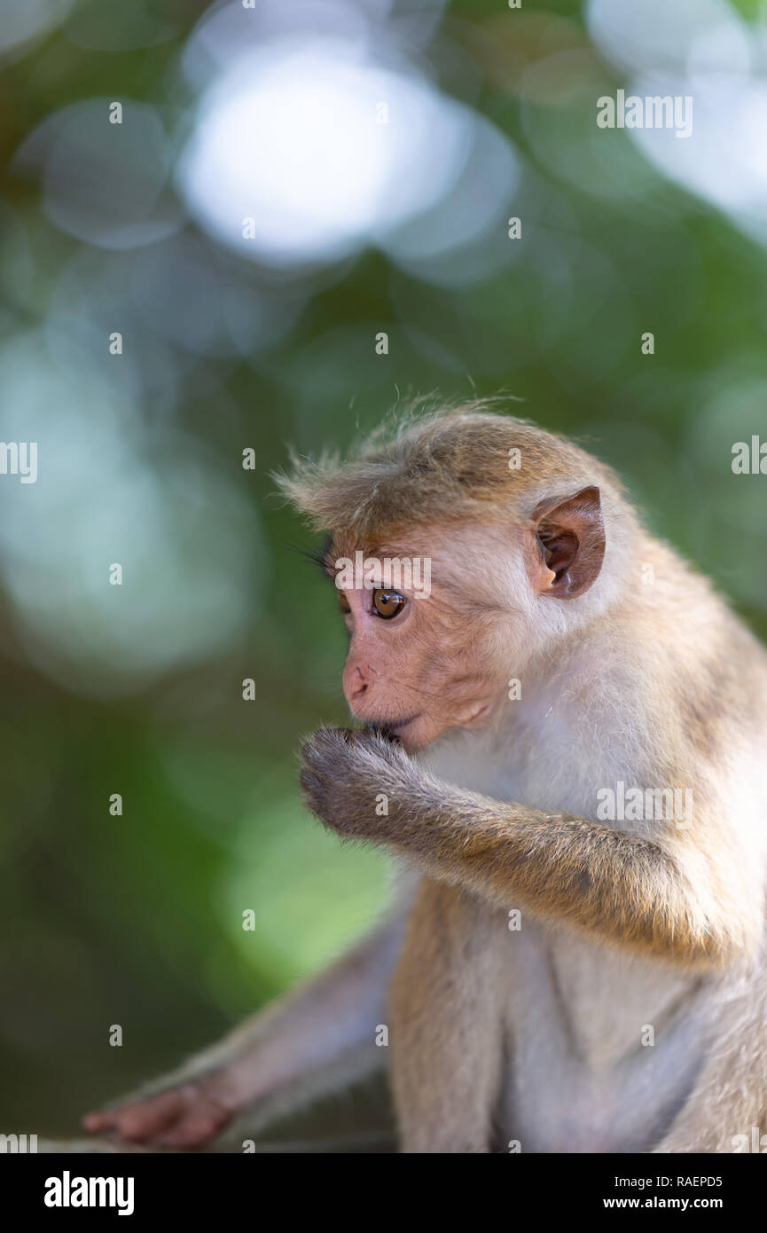 Un joven Toque el macaco en Roca de Sigiriya fortaleza en Sri Lanka. Foto de stock