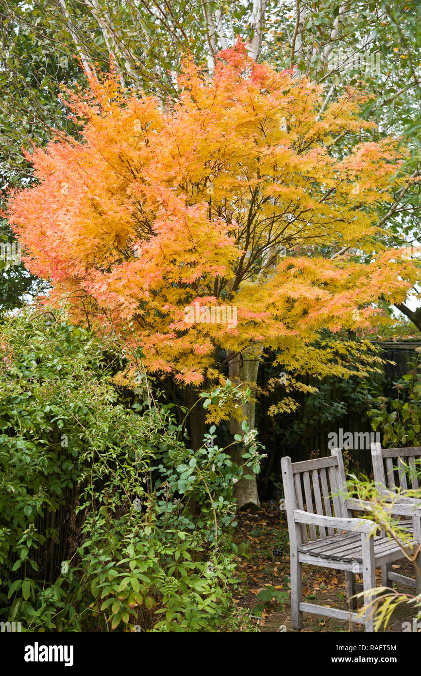 Acer palmatum senkaki Foto de stock