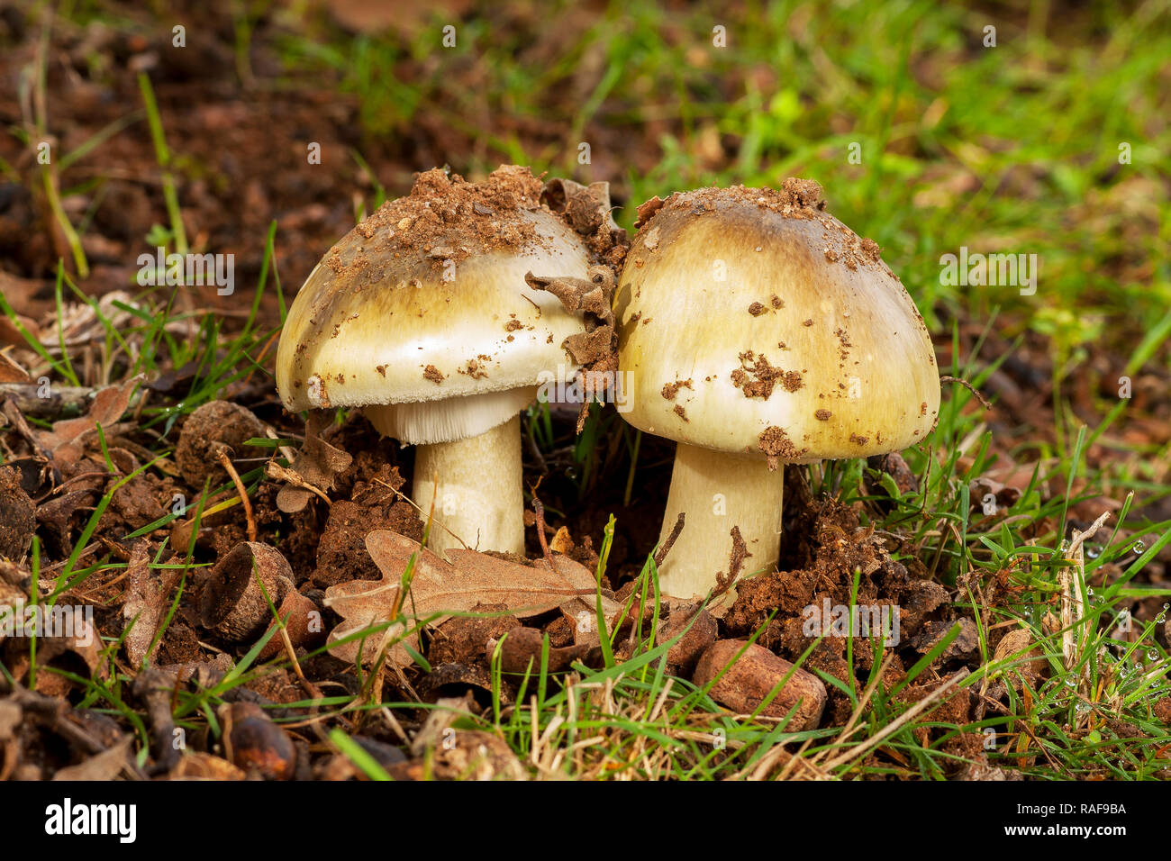 Fungi the charcoal burner fungus fotografías e imágenes de alta